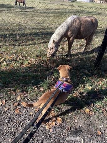 Mochi, 2 éves ivartalanított szuka