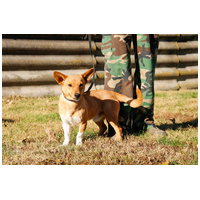 Chino, 7 hónapos keverék kisfiú #3