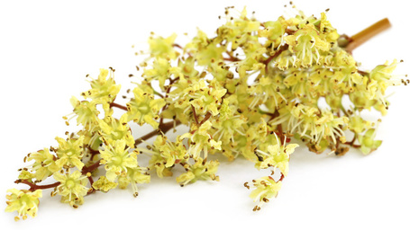 Biogance Tawny Apricot sampon barackszínű szőrű kutyák fürdetéséhez