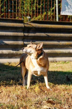 Poppy, 11 éves ivartalanított idős hölgy