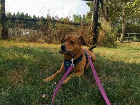 Misi, ivartalanított kan