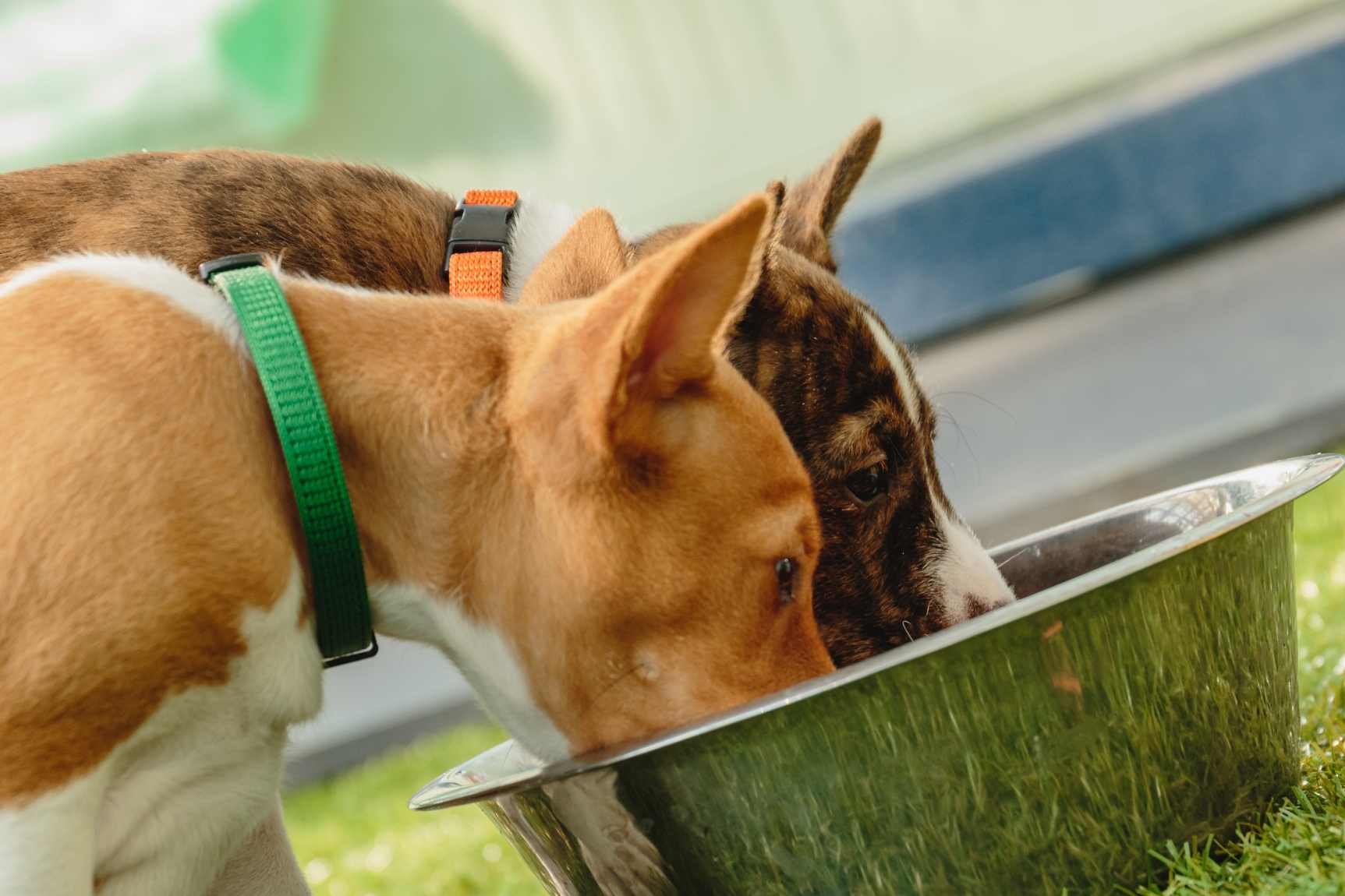 Basenji etetése