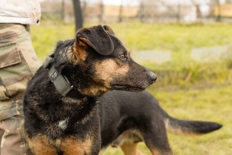 Szultán, négy éves, kan