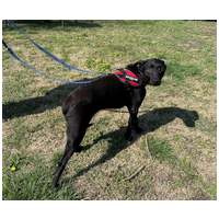 Bogi, 4 éves, szuka #4