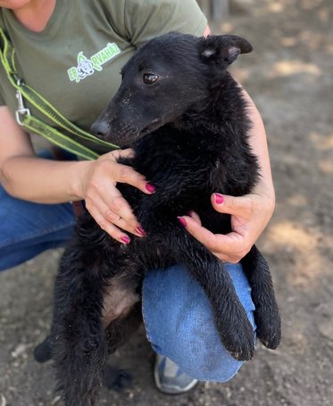 Gizmo, fél éves, kan