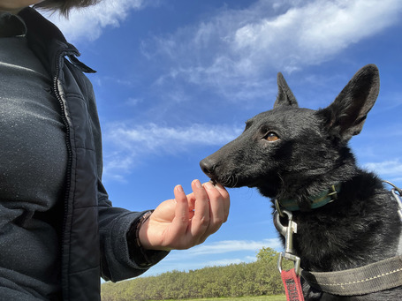 Gizmo, fél éves, kan