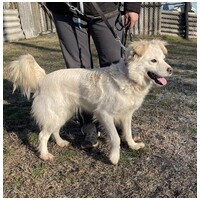 Bella, egy éves, szuka #4