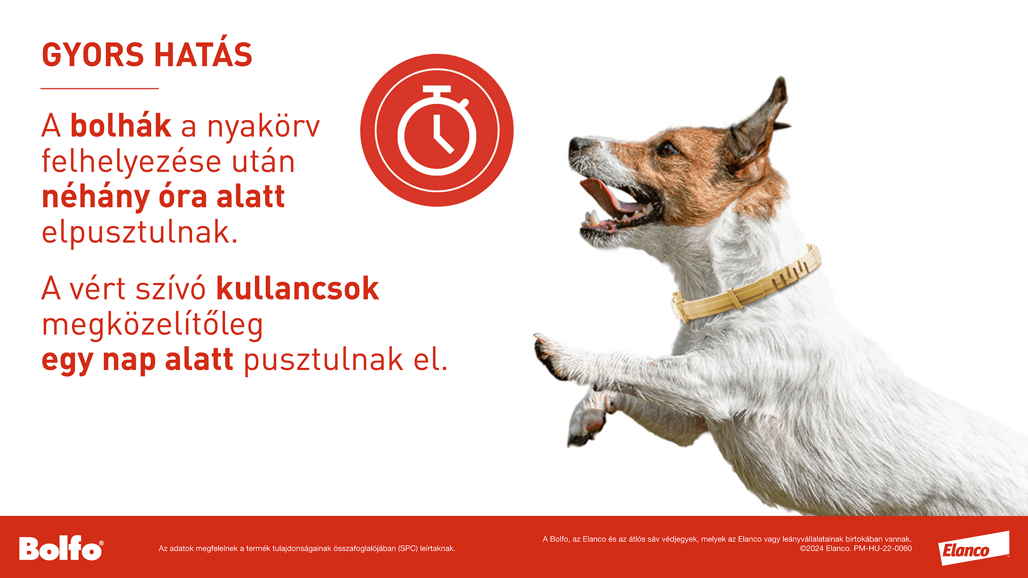 Zgardă Bolfo - zoom