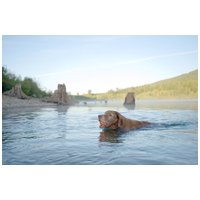 Chuckit! Ultra Ball - Az Elnyűhetetlen gumilabda kutyáknak #4