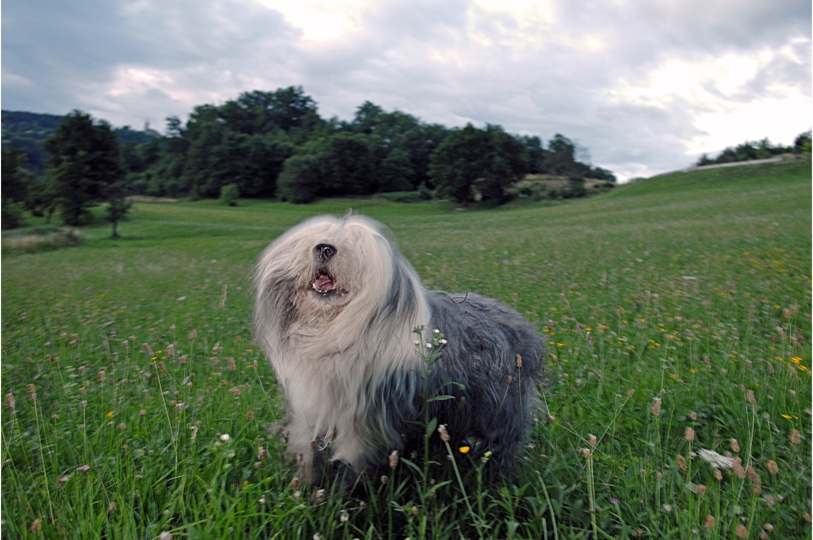 Bobtail fotó