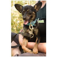 Gézu, egy éves, kan #5