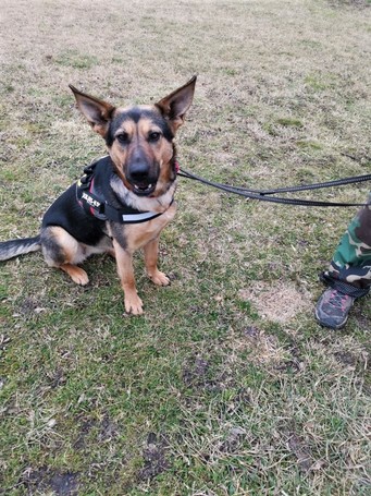 Minerva, 1 éves, németjuhász keverék, szuka