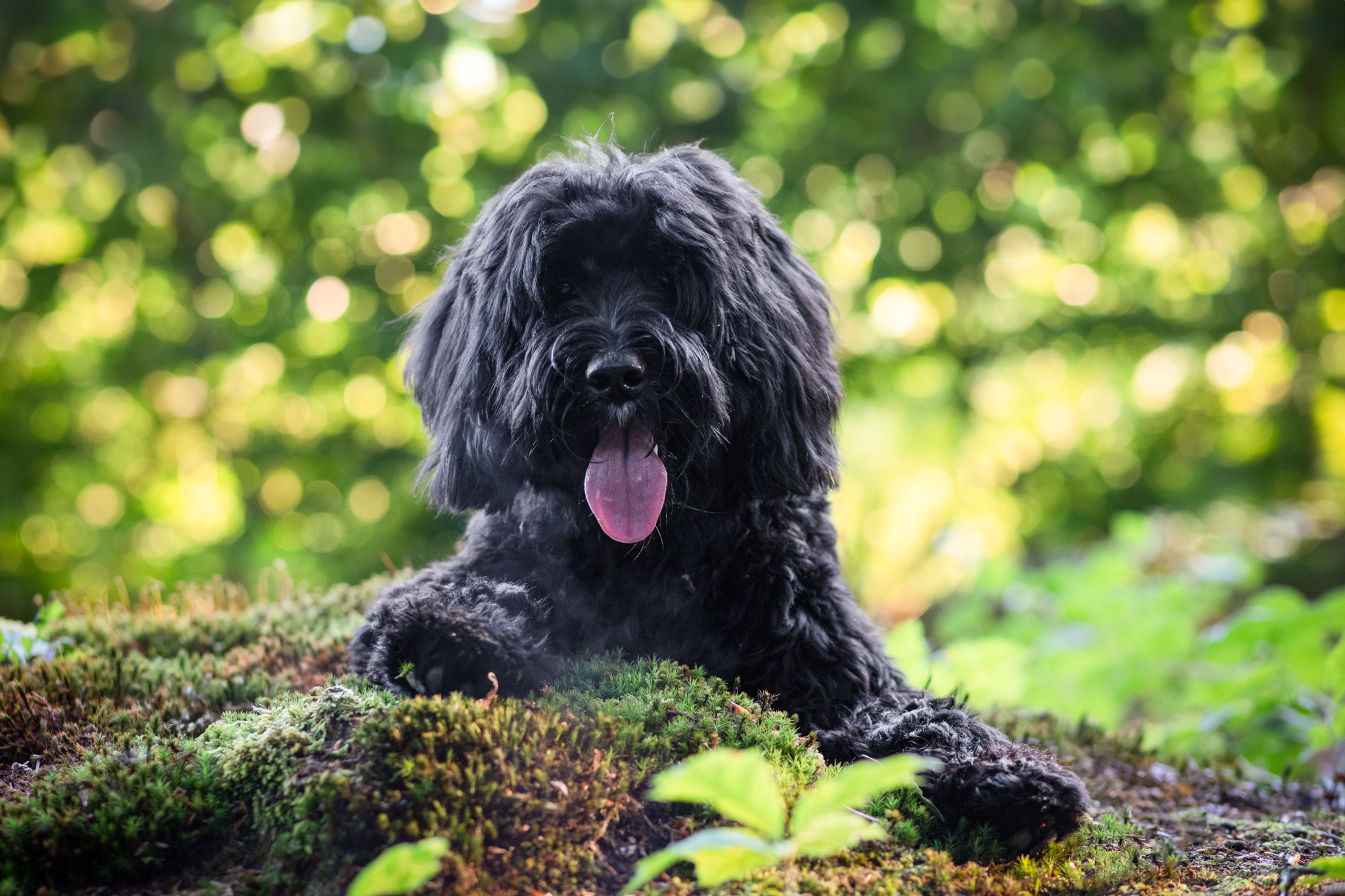 Fekete labradoodle