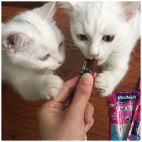 Vitakraft Cat Stick Classic lazacos és pisztrángos halrudak macskáknak #6