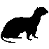 Pattus