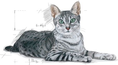 Royal Canin Indoor 7+ | Lakásban tartott idősödő macska száraz táp