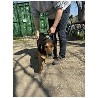 Bözsi, a 10 éves idős hölgy #3