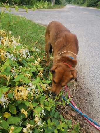 Misi, ivartalanított kan