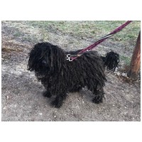 Gombóc Artúr, 12 éves, 44 cm magas, puli, kan #3