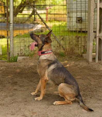 Kajla, 4 éves, 65 cm magas, kan