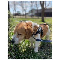 Carlos, 11 éves, kan #4