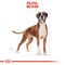 Royal Canin Boxer Adult - Boxer felnőtt kutya száraz táp