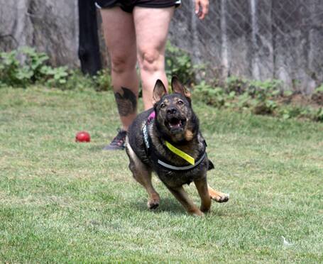 Lady, ivartalanított szuka