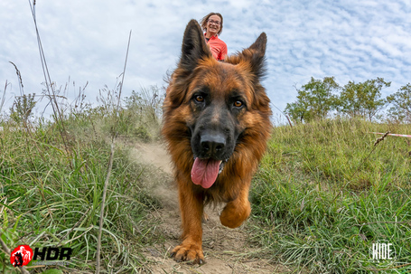 NOT JUST RUN: jótékonysági futam, tavaszi Hard Dog Race örömfutás
