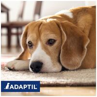 Adaptil Calm feromonos nyugtató nyakörv kutyáknak #3