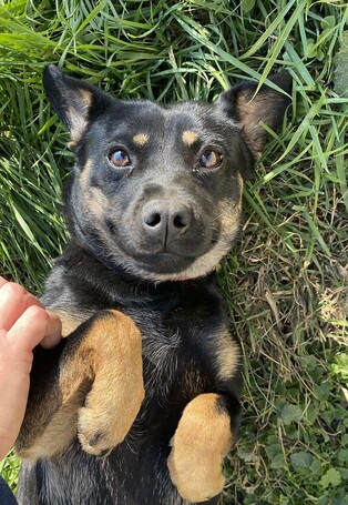 Robin, ivartalanított lányka gazdit keres