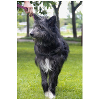 Széna, 1 éves kan #9