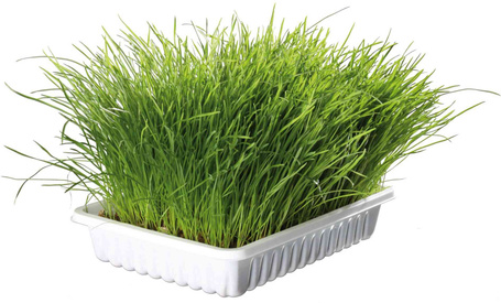 Trixie bio macskafű tálkás kiszerelésben