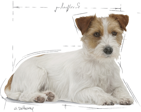 Royal Canin Mini Ageing 12+ | Kistestű idős kutya száraz táp