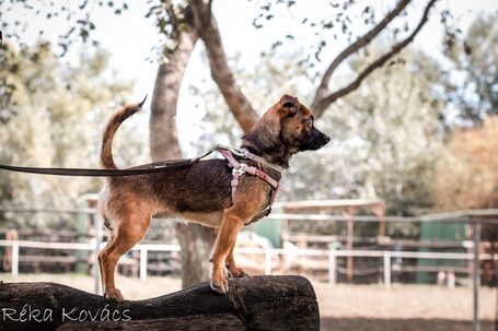 Mira, fél éves, szuka