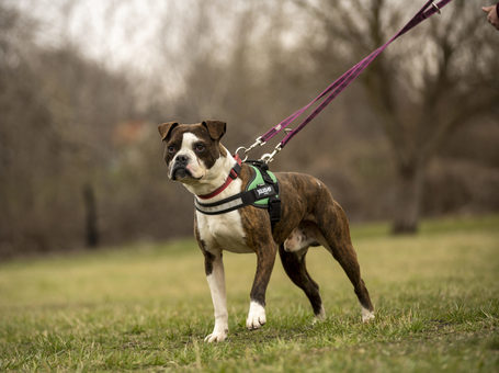 Morpheus, 7 éves, 50 cm magas, boxer mix, kan