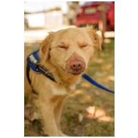 Wall-e, két éves, kan #4