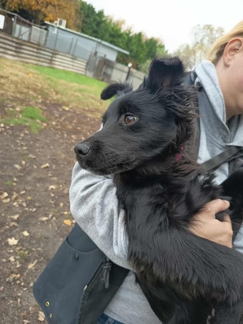 Áfonya, 5 hónapos keverék kislány