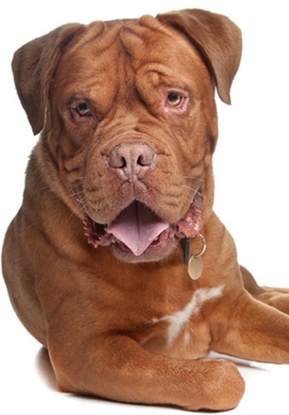 Pro-Nutrition Prestige Adult Maxi Pork