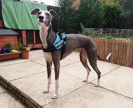 Julius-K9 IDC világoskék powerhám kutyáknak