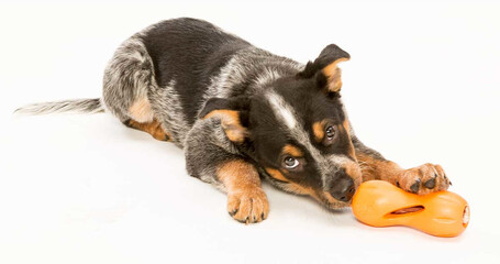 West Paw Qwizl - Jutalomfalattal tölthető rágóka