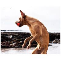 Chuckit! Fetch kutyalabda Pakk #4