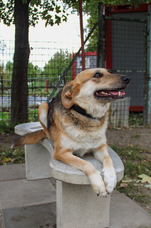 Sally, 5 éves ivartalanított szuka