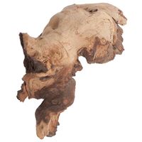 Mopani afrikai vasfa akváriumba #4