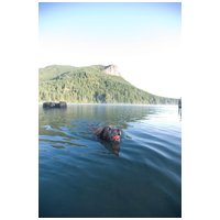 Chuckit! Ultra Ball - Az Elnyűhetetlen gumilabda kutyáknak #5