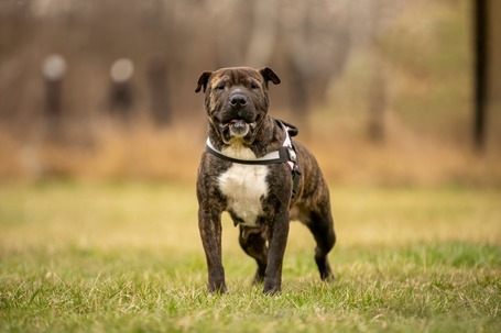 Suzy, négy éves, közepes méretű szuka