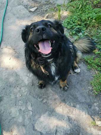 Franco, 3 éves, 41 cm magas, hosszú szőrű kan