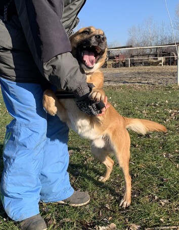 Lucky, egy éves, kan