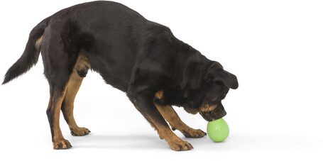 West Paw Rumbl - Jutalomfalattal tölthető labda