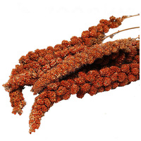 Panzi dobozos fürtösköles madaraknak #2