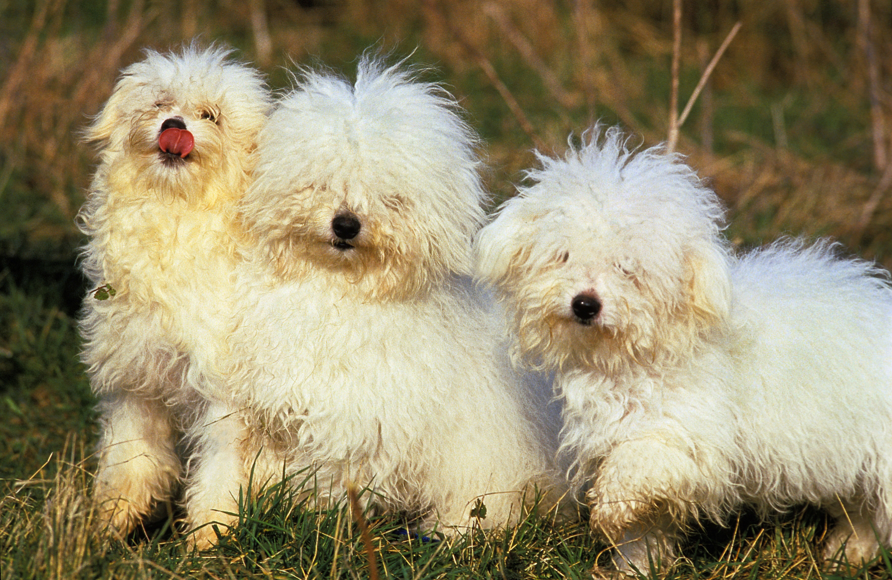 Felnőtt bichon bolognese kutyák